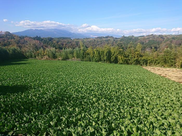 【静岡県】箱根西麓三島野菜を富士山を望む絶景の中で食べてきた