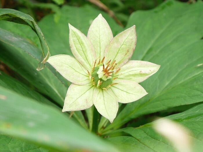 【岩手】広大な湿原に咲く高山植物を気軽に見に行ける！八幡平で涼しい空気に包まれながらトレッキング