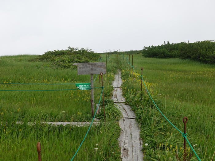 【山形】月山八合目・弥陀ヶ原湿原の歩き方