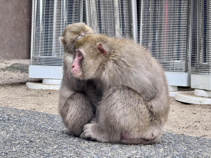 【大分】おサルさんの聖地でこんにちは！高崎山自然動物園