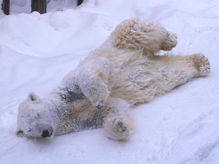 【北海道】冬季目玉イベント「雪の中のペンギンの散歩」！旭山動物園で銀世界の動物たちを楽しもう！