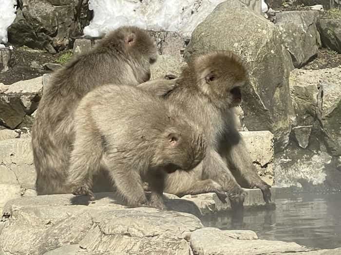 【長野】世界でここだけ！ニホンザルが温泉に入る地獄谷野猿公苑