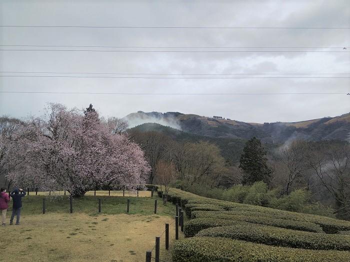 【お花見登山】桜満開のお伊勢山から岩殿山を縦走する日帰り山旅