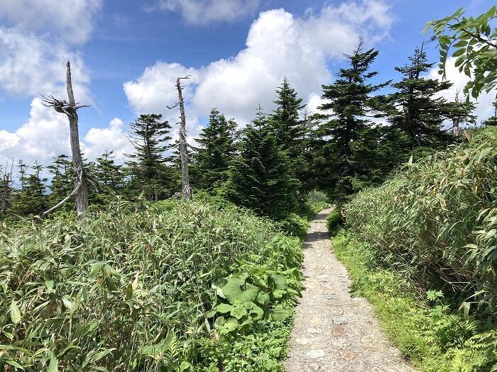 【岩手】広大な湿原に咲く高山植物を気軽に見に行ける！八幡平で涼しい空気に包まれながらトレッキング