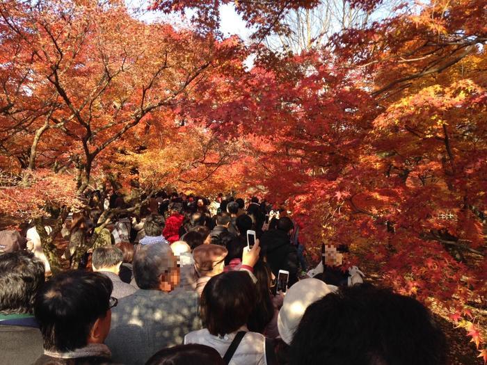 京都　東福寺の紅葉は、やはり圧倒的に美しかった。