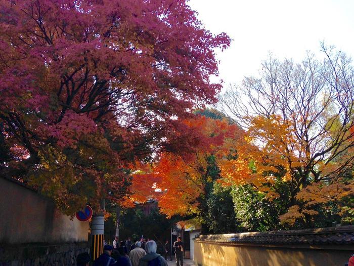 京都　東福寺の紅葉は、やはり圧倒的に美しかった。