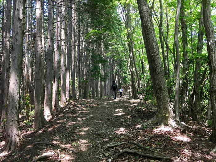 【奥武蔵】武川岳～焼山～二子山 縦走登山ルート