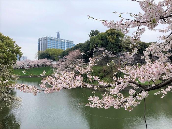 【千代田区】さくらまつりが4年ぶりに開催！千鳥ヶ淵緑道～ボート上から桜を愛でる