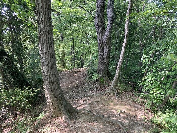 【八王子】とても公園とは思えない、しっかり山歩きを楽しめる「長沼公園」を歩く