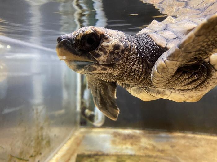 【高知】大人も楽しいぞ！ノスタルジックな「むろと廃校水族館」へ行こう