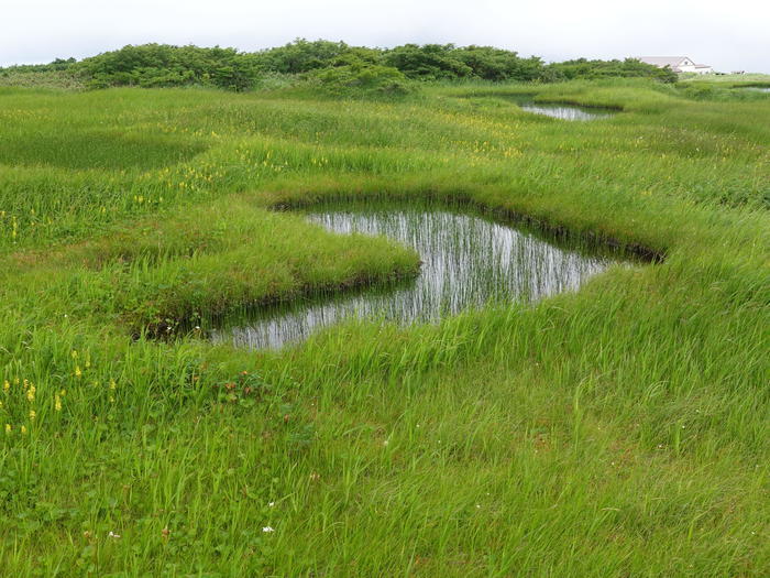 【山形】月山八合目・弥陀ヶ原湿原の歩き方