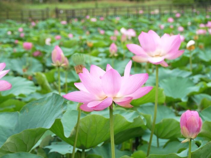 【東京】毎月楽しめる！都内最大の水郷公園「水元公園」の12か月