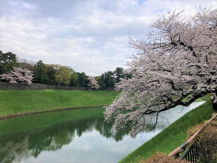 【千代田区】さくらまつりが4年ぶりに開催！千鳥ヶ淵緑道～ボート上から桜を愛でる