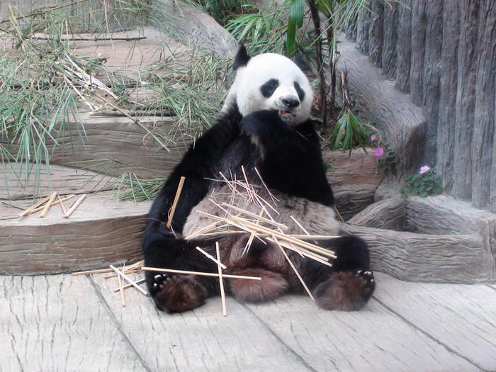 タイ・チェンマイ動物園でたくさんの動物と触れ合おう！