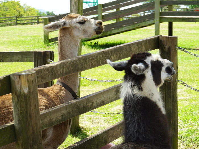 【千葉】マザー牧場で自然や動物とふれあう！～マザーファームツアーDXの全貌公開も～