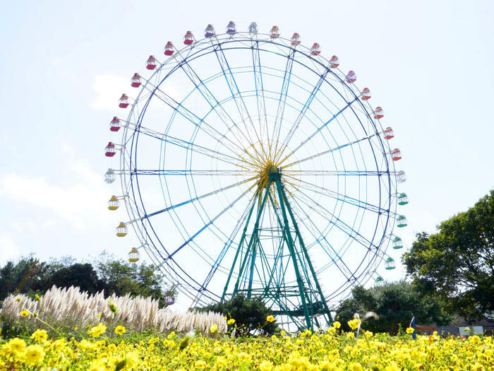 国営ひたち海浜公園の完全ガイド～ネモフィラ・コキア以外の魅力もたっぷり紹介～