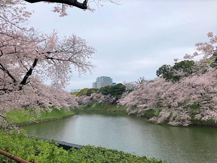 【千代田区】さくらまつりが4年ぶりに開催！千鳥ヶ淵緑道～ボート上から桜を愛でる