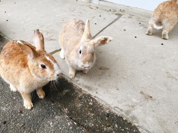 世界の動物に癒される・・・