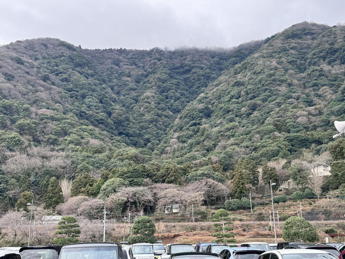 【大分】おサルさんの聖地でこんにちは！高崎山自然動物園