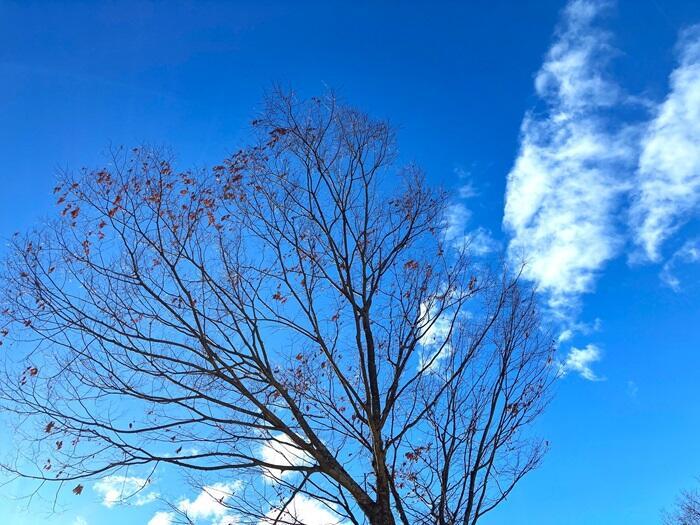 【群馬・藤岡市】桜山公園で森林空間を楽しむセラピー・トレイル体験モニターツアー