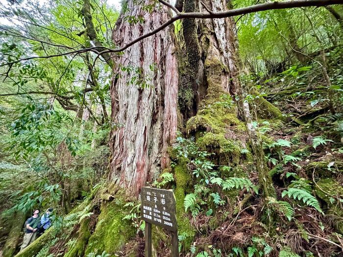 【鹿児島】ヤクスギランドは誰でも気軽に行ける自然植物園