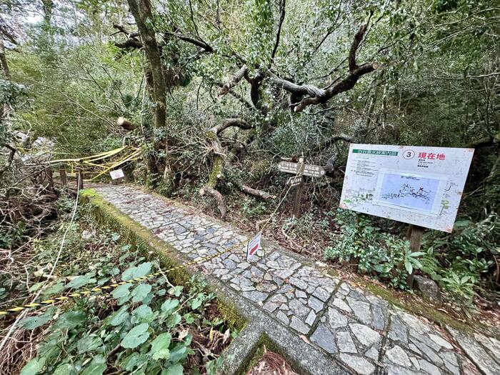 【鹿児島】屋久島の白谷雲水峡に行かれる方へ注意（2024年11月現在）