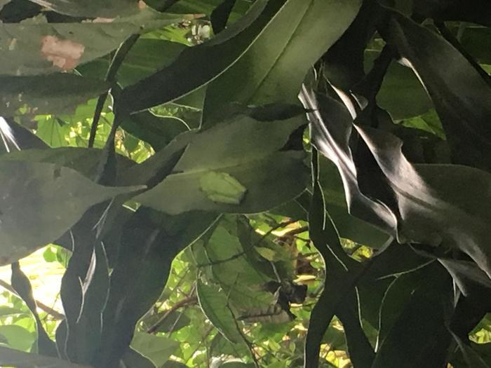 生物の楽園コスタリカとガラパゴスへ行ってきました！