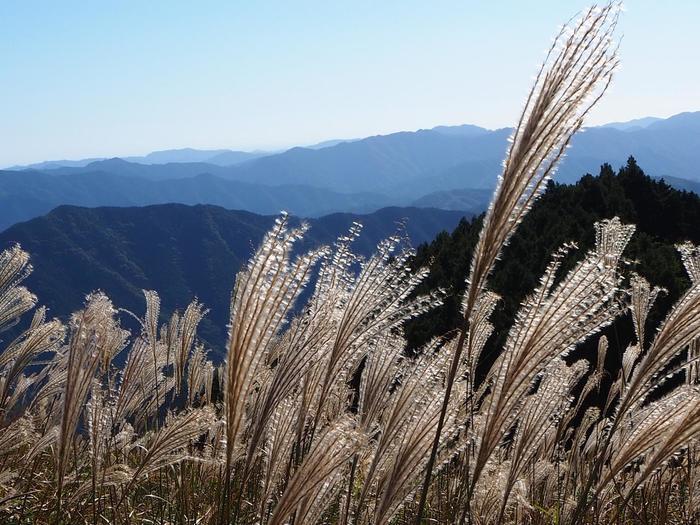 【兵庫県】砥峰（とのみね）高原へ黄金に煌めく「すすき」を見に行ってきました。