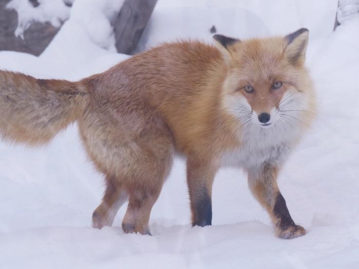 【北海道】冬季目玉イベント「雪の中のペンギンの散歩」！旭山動物園で銀世界の動物たちを楽しもう！