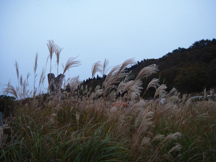 【兵庫県】砥峰（とのみね）高原へ黄金に煌めく「すすき」を見に行ってきました。