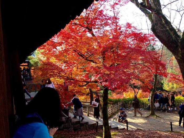 京都　東福寺の紅葉は、やはり圧倒的に美しかった。