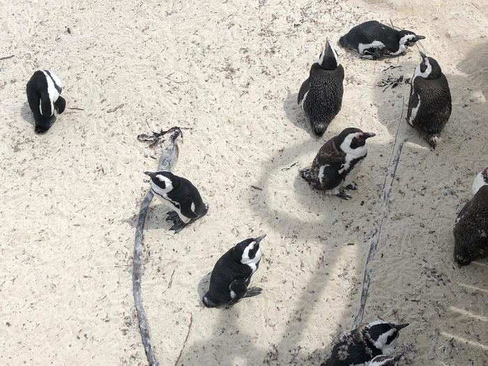 【全問正解なら旅のプロ？】海外写真当てクイズ〈動物編〉