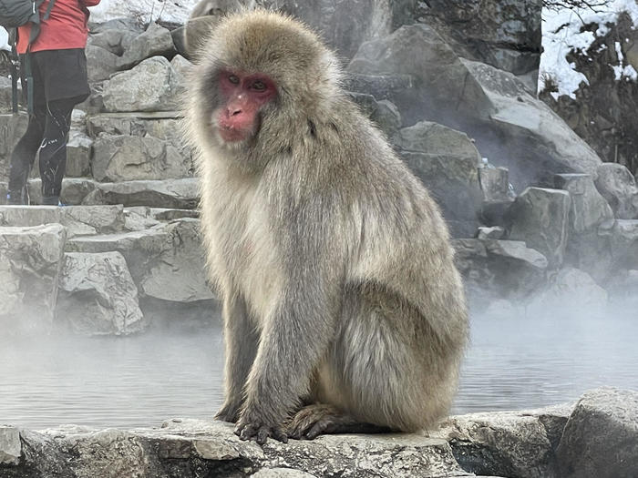 【長野】世界でここだけ！ニホンザルが温泉に入る地獄谷野猿公苑