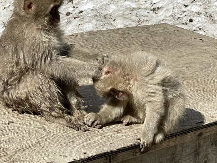 【長野】世界でここだけ！ニホンザルが温泉に入る地獄谷野猿公苑