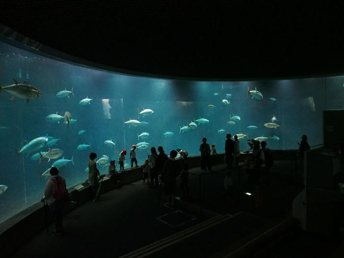 葛西臨海水族園の見どころを徹底レポート！観覧車など周辺情報も！