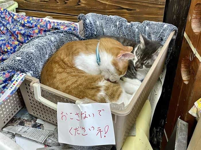 沖縄で出会った島猫たち！スポット別に紹介