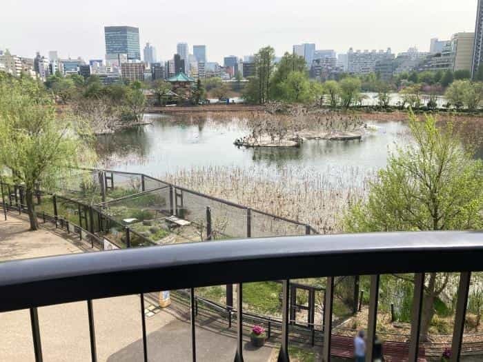 【東京】双子の赤ちゃんパンダ公開！上野動物園でシャオシャオとレイレイに会ってきました