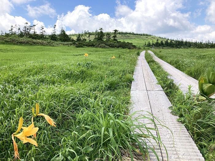 【岩手】広大な湿原に咲く高山植物を気軽に見に行ける！八幡平で涼しい空気に包まれながらトレッキング