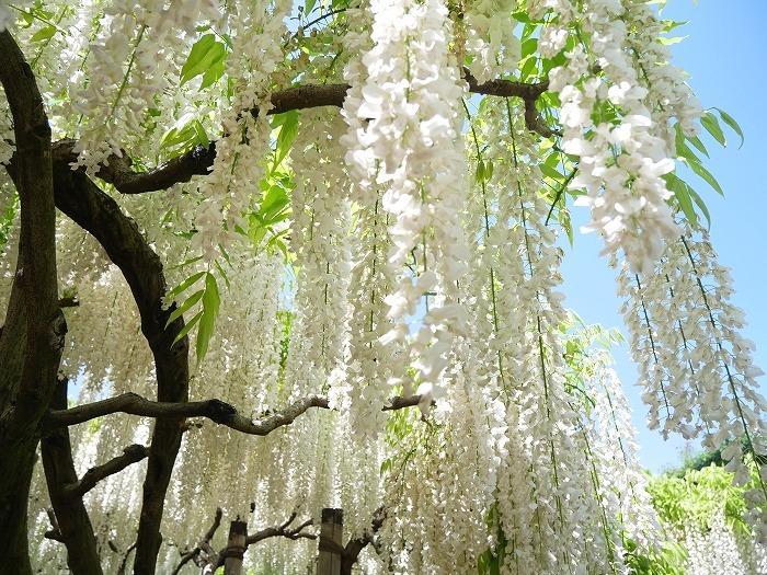 【栃木】350本以上の藤が咲き誇る花の楽園！GWに行きたい「あしかがフラワーパーク」