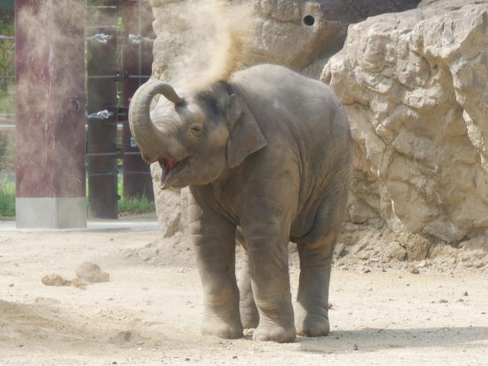 【東京】双子の赤ちゃんパンダ公開！上野動物園でシャオシャオとレイレイに会ってきました