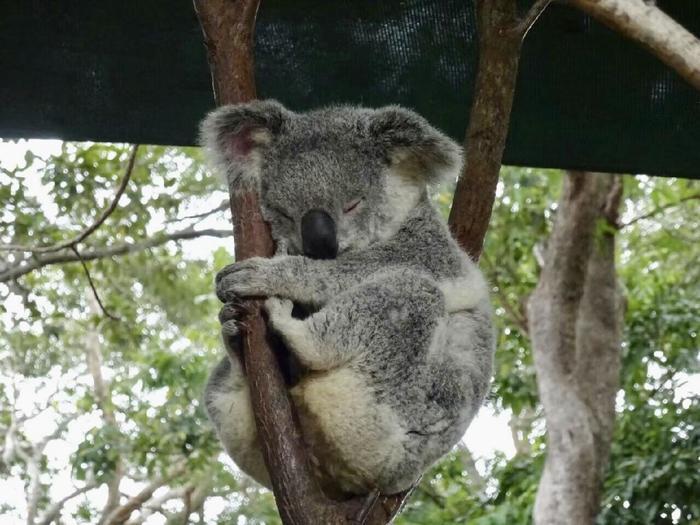 世界の動物に癒される・・・