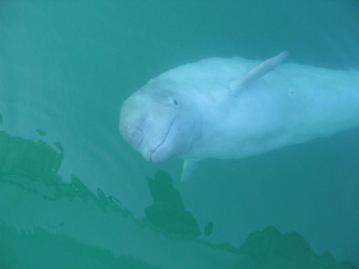 まさに手つかずの大自然！世界遺産・知床で野生動物と出会う