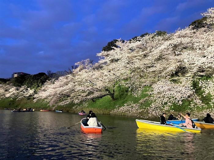 【千代田区】さくらまつりが4年ぶりに開催！千鳥ヶ淵緑道～ボート上から桜を愛でる