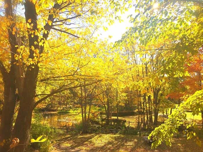 北海道立真駒内公園の紅葉ランで絶景を堪能しました