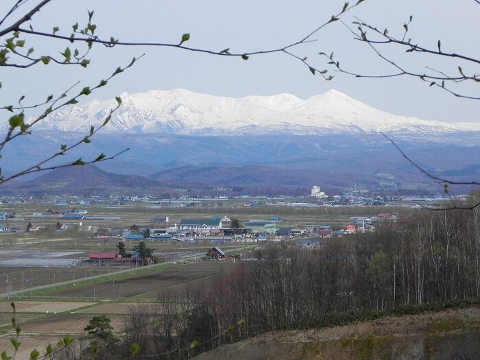 【北海道】突哨山（とっしょうざん）で春の妖精たちに出逢った