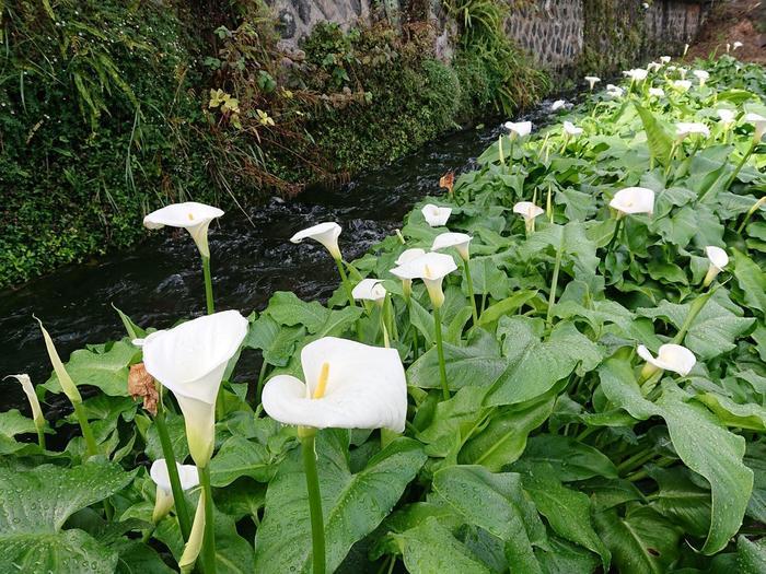 【静岡県】箱根西麓三島野菜を富士山を望む絶景の中で食べてきた