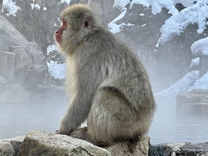 【長野】世界でここだけ！ニホンザルが温泉に入る地獄谷野猿公苑