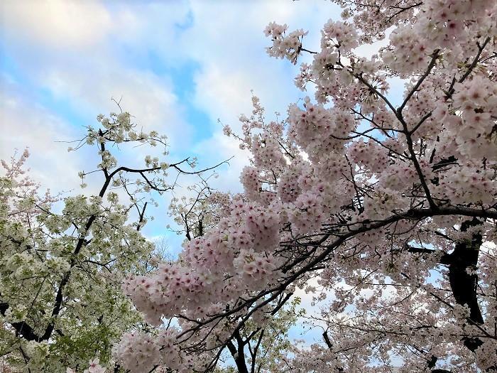 【千代田区】さくらまつりが4年ぶりに開催！千鳥ヶ淵緑道～ボート上から桜を愛でる