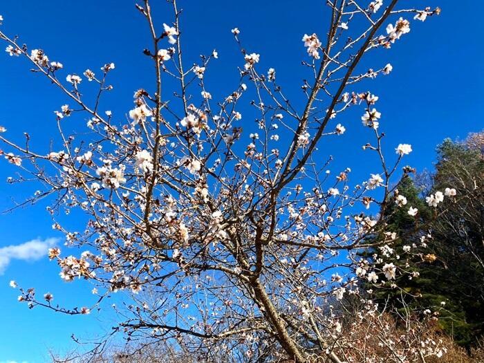 【群馬・藤岡市】桜山公園で森林空間を楽しむセラピー・トレイル体験モニターツアー