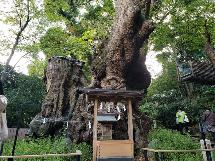 【静岡・熱海】日本屈指のパワースポット・来宮神社。「寿命が延びる」御神木は樹齢2100年